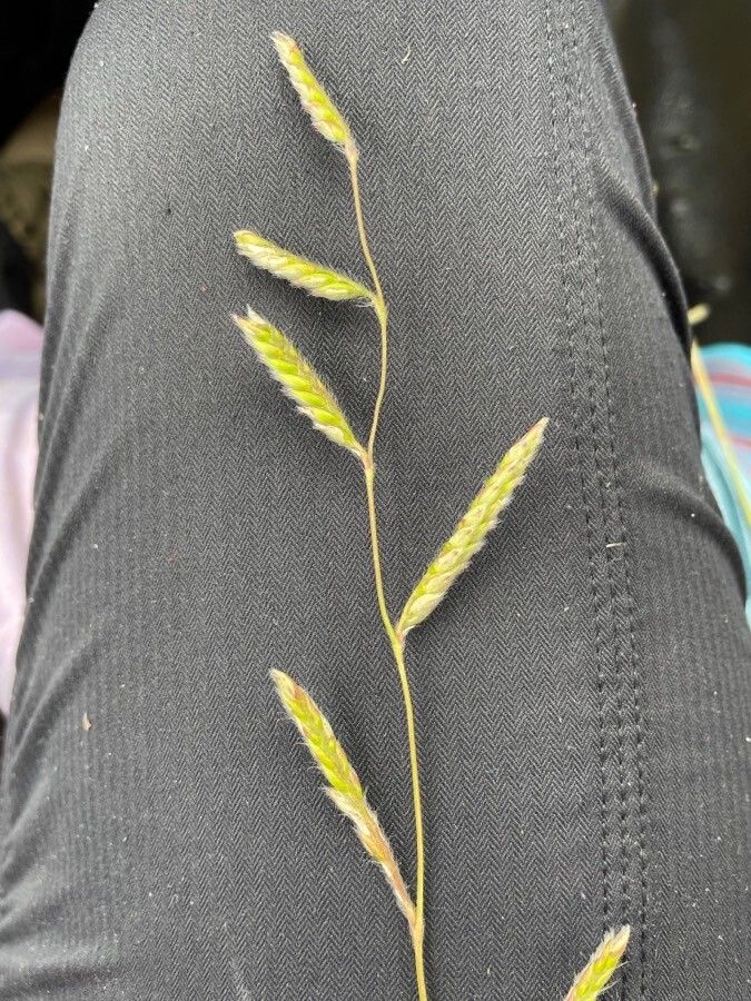 Brachiaria lachnantha flower