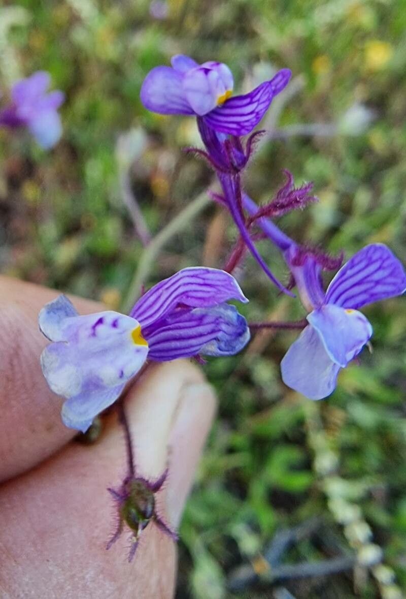 Linaria incarnata flower