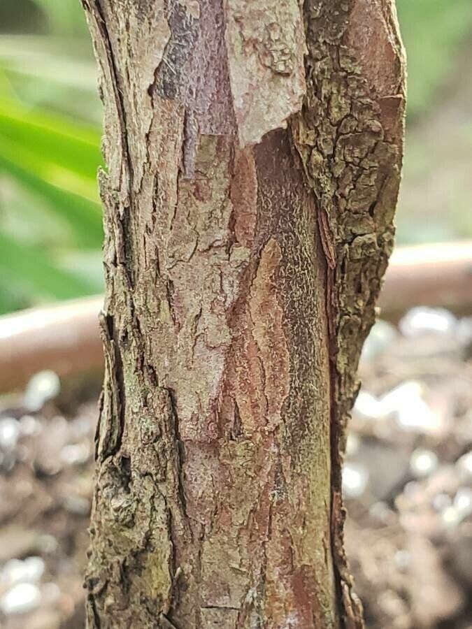Afrocarpus usambarensis bark