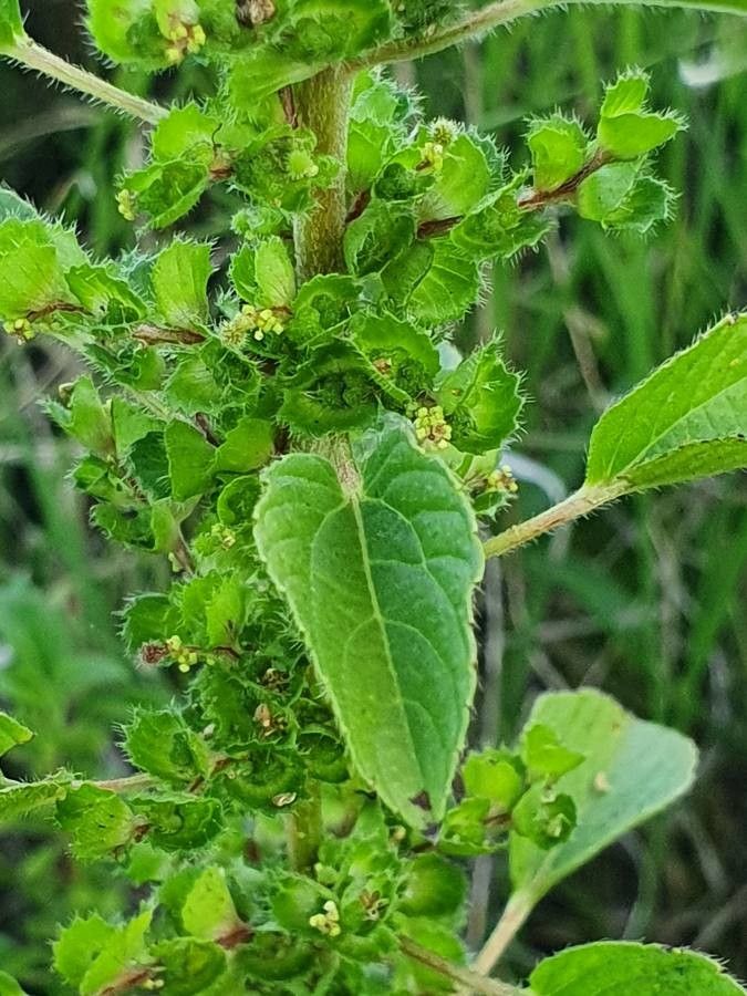 Acalypha crenata leaf