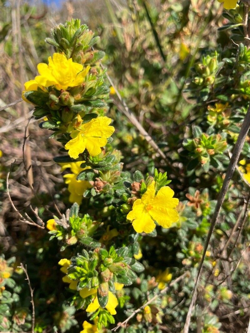 Hibbertia sericea — houseplant care guide