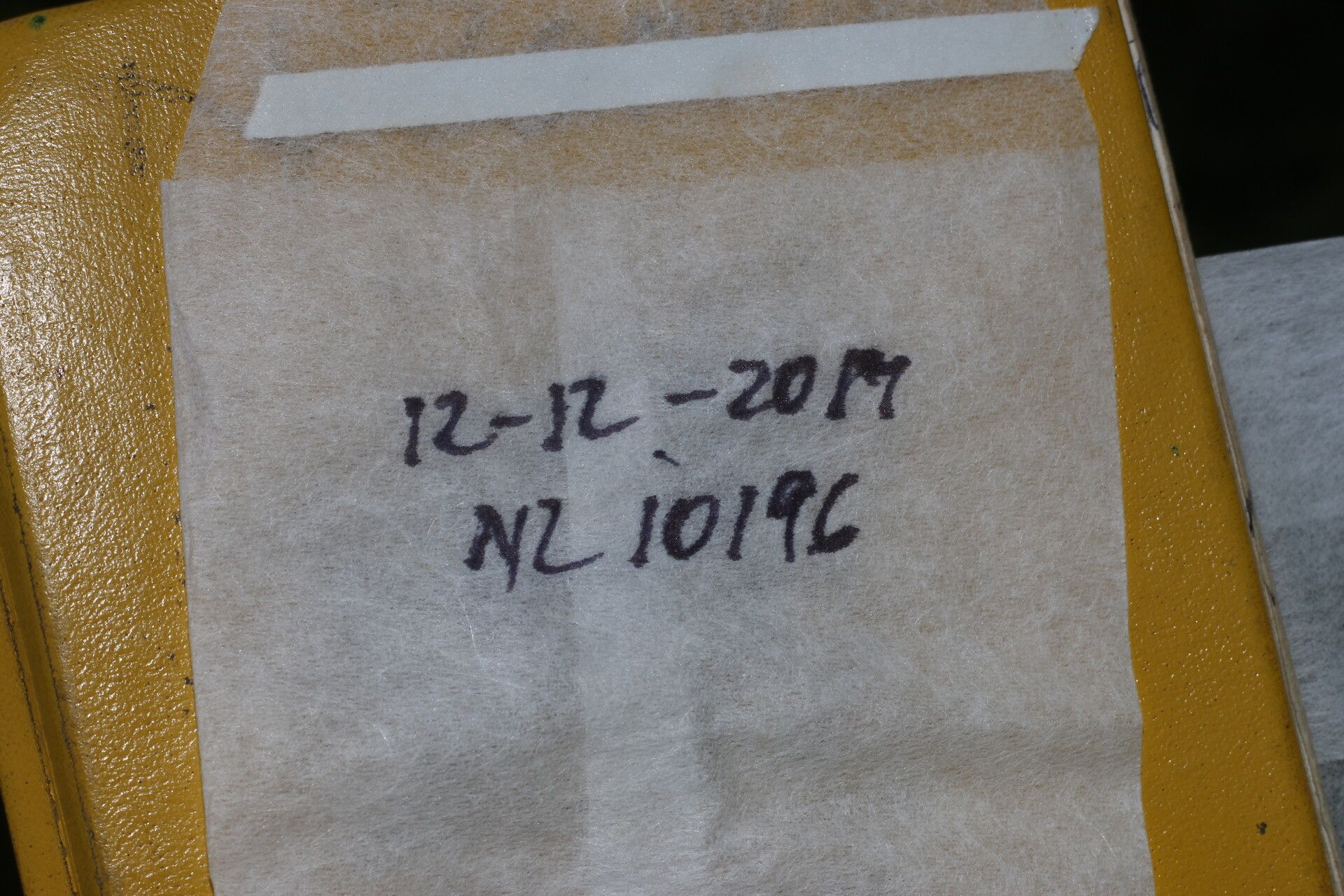 Bonamia mexicana other