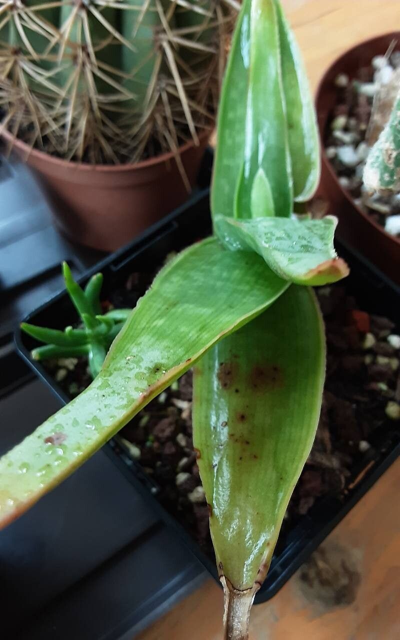 Aloe manandonae — houseplant care guide