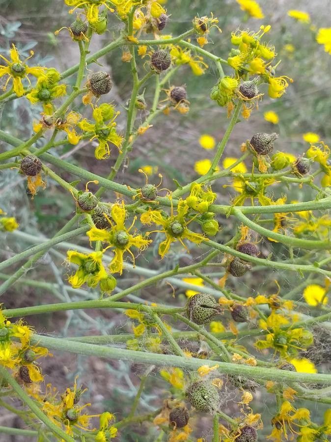 Ruta angustifolia fruit