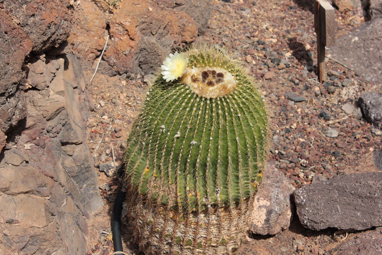 Echinocactus platyacanthus flower