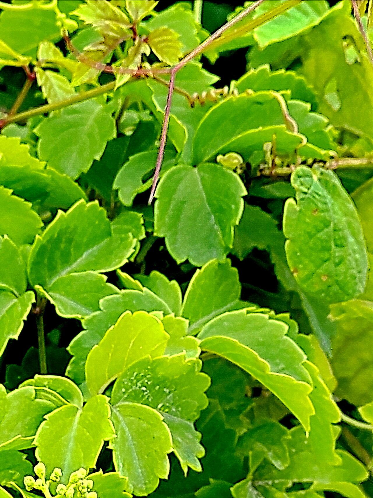 Causonis maritima — houseplant care guide