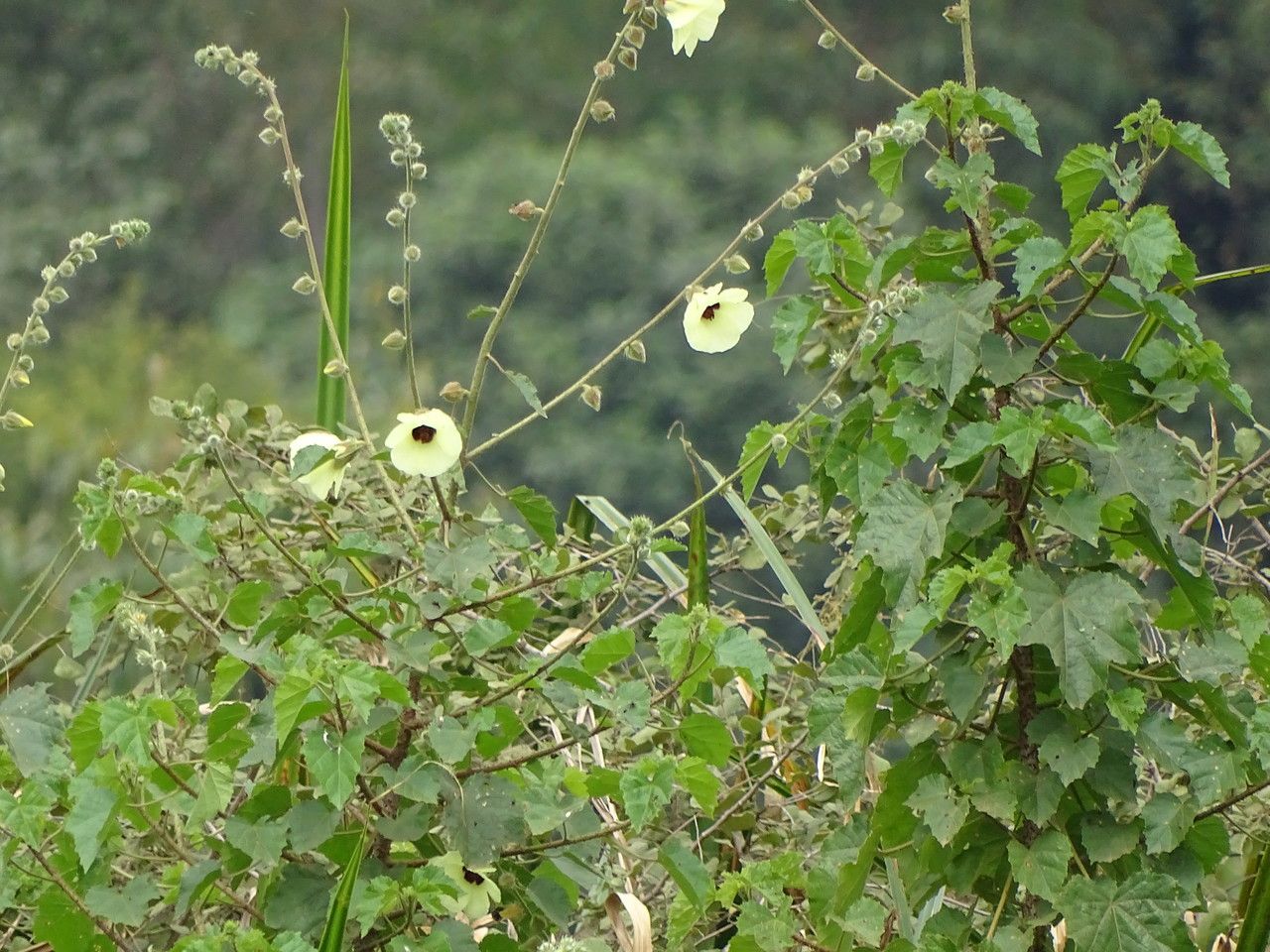 Hibiscus diversifolius flower