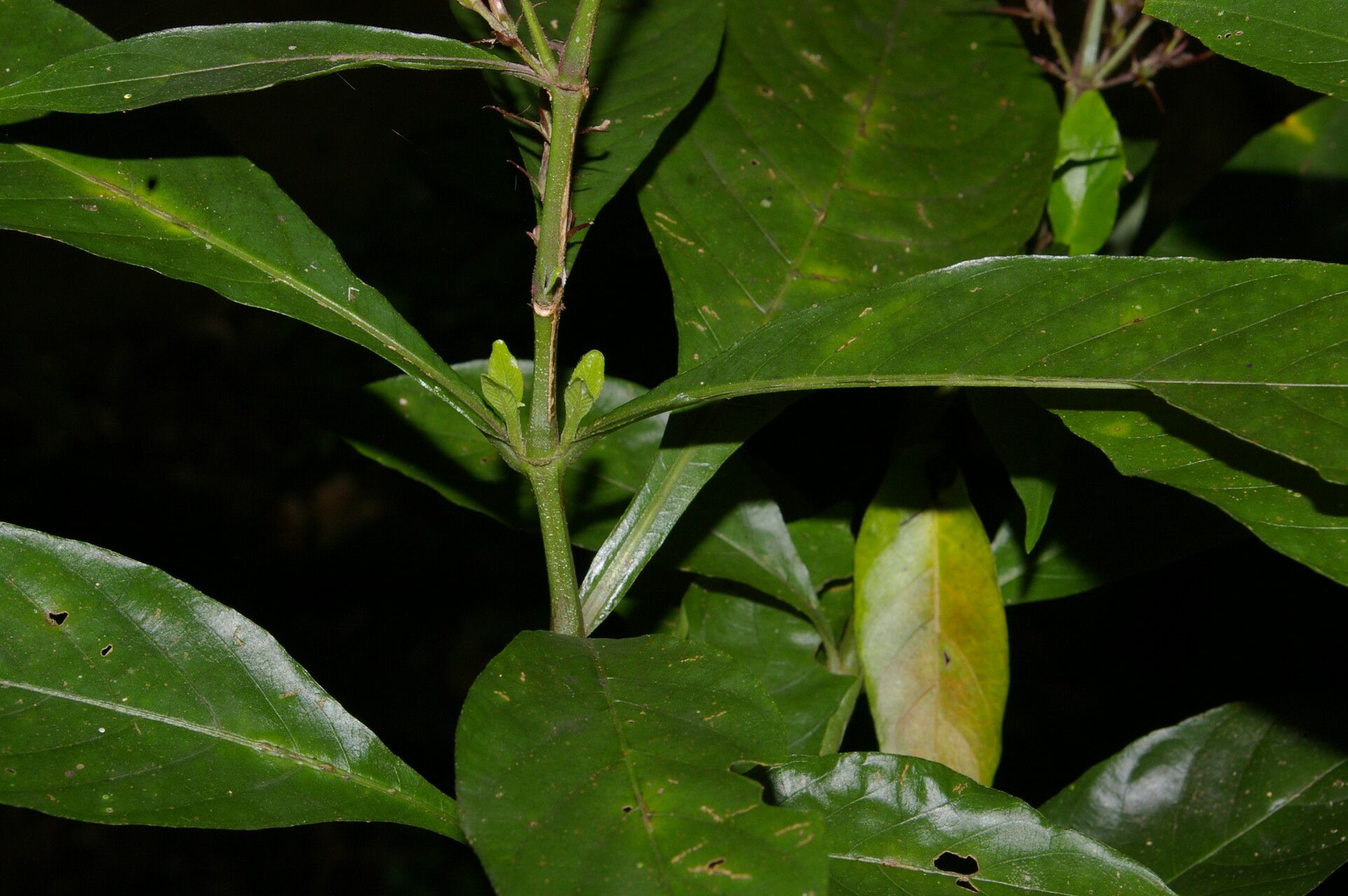 Justicia valerii — houseplant care guide