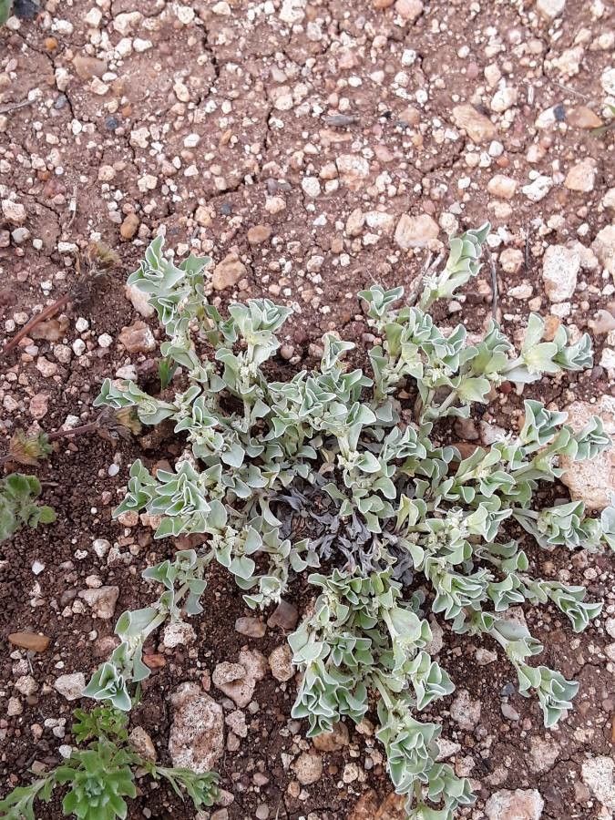 Micropus supinus habit