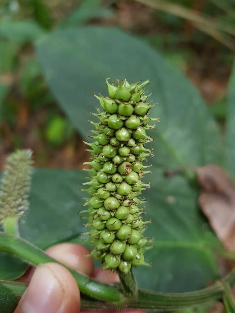 Piper sagittifolium fruit