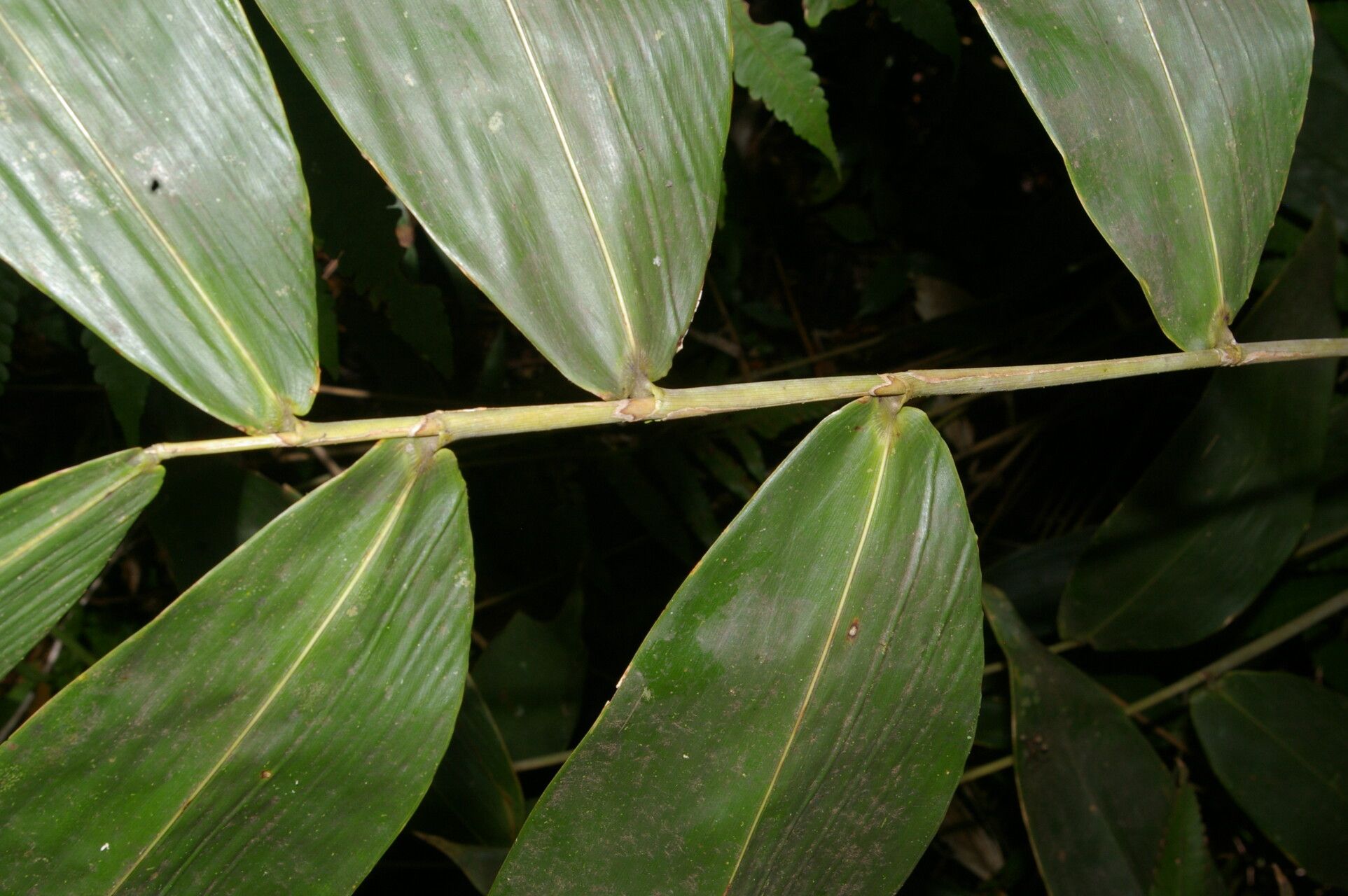 Aulonemia viscosa — houseplant care guide