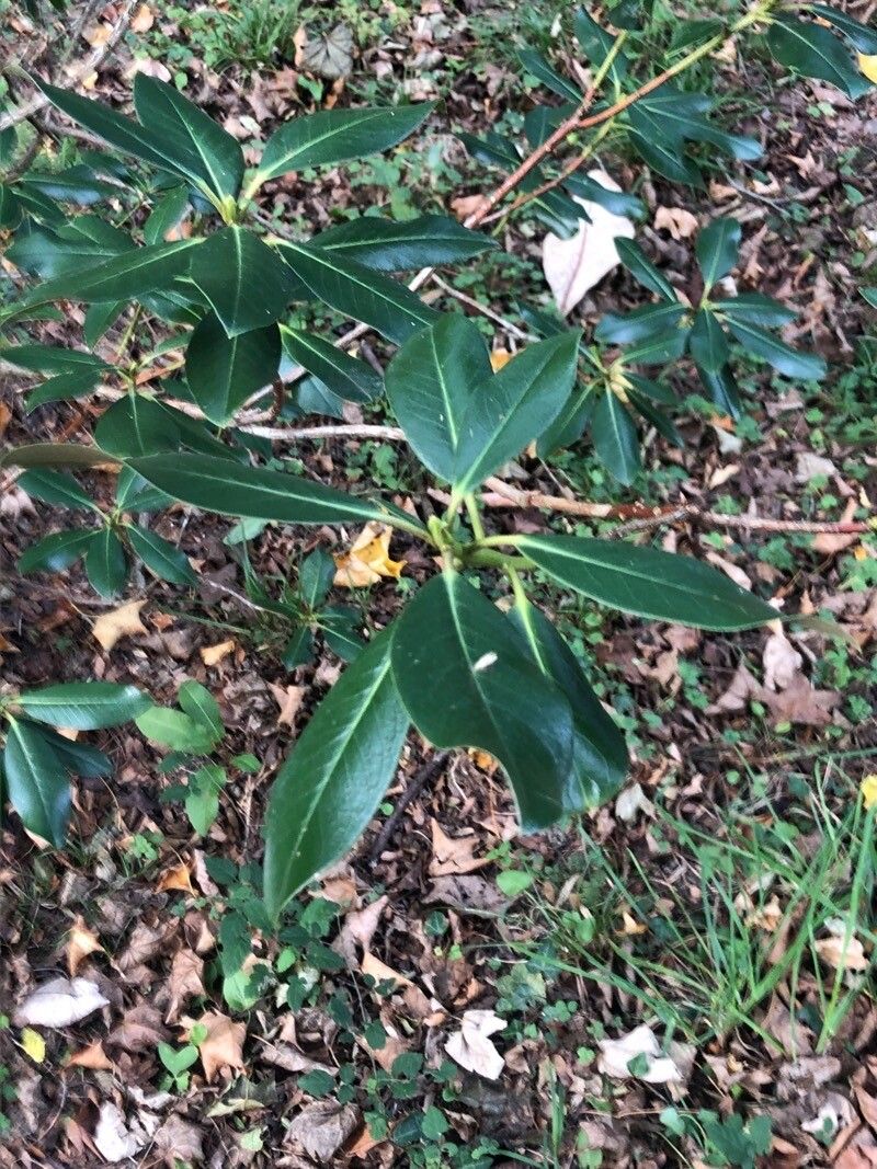 Rhododendron xanthostephanum — houseplant care guide