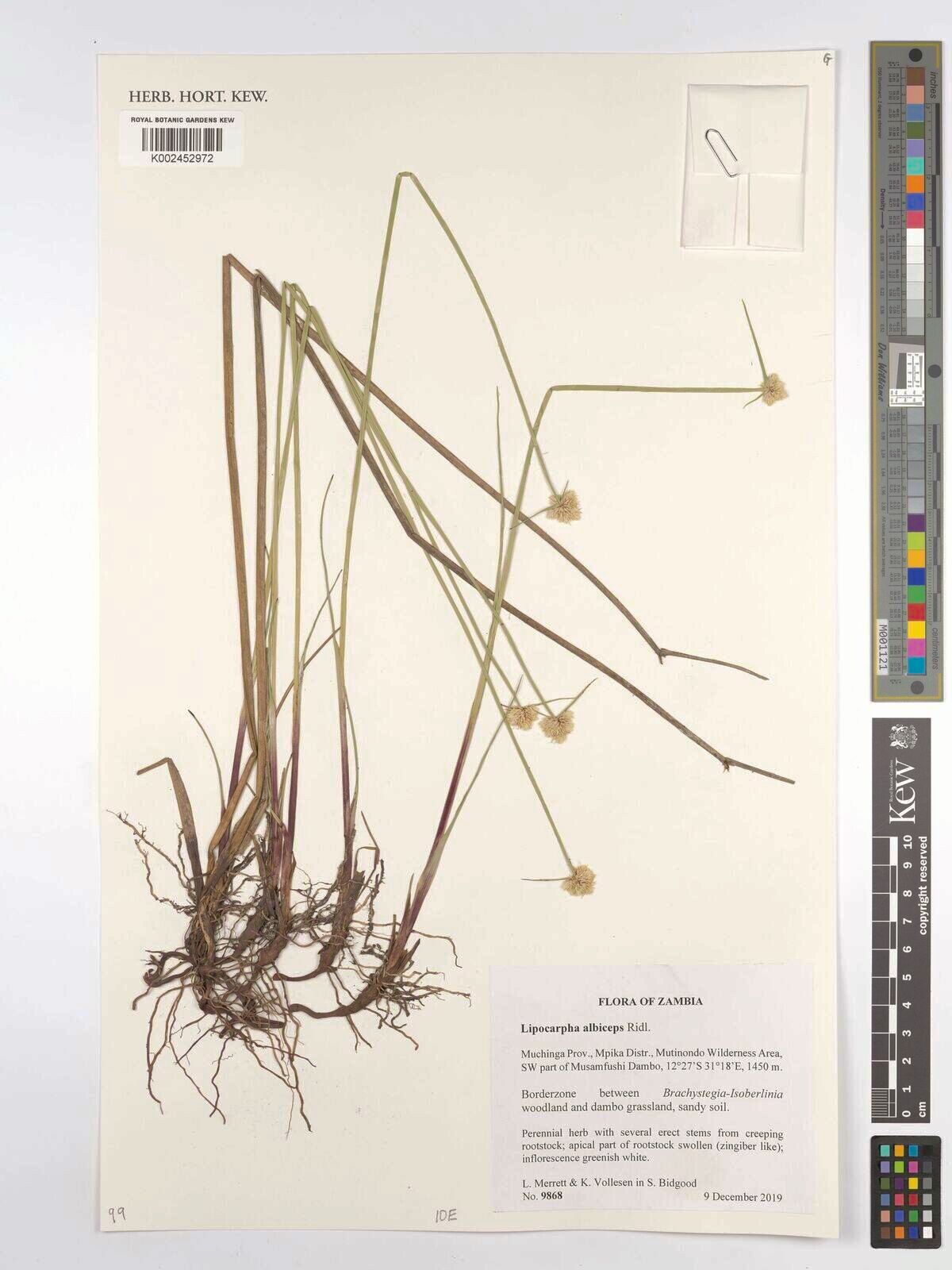 Cyperus albiceps — houseplant care guide