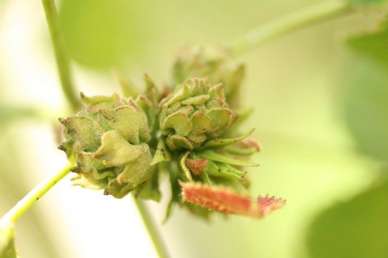 Dombeya ciliata fruit