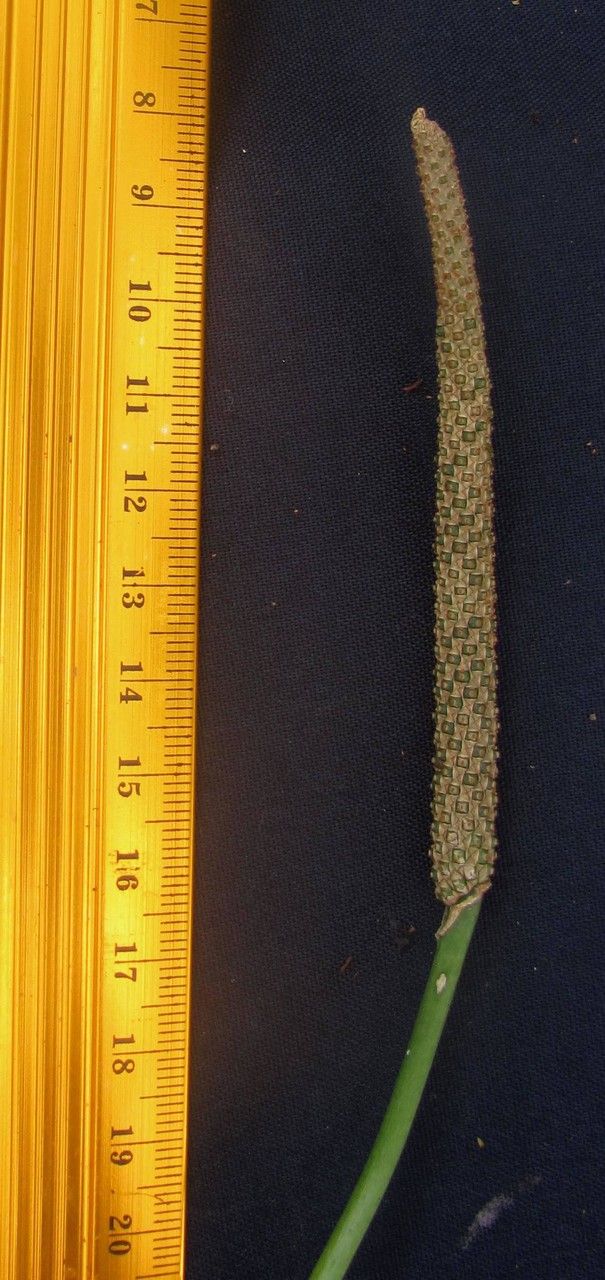 Anthurium angustispadix other