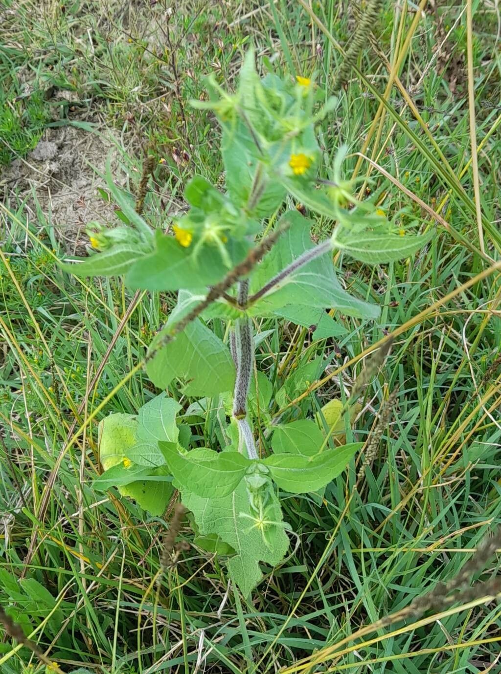 Sigesbeckia serrata habit