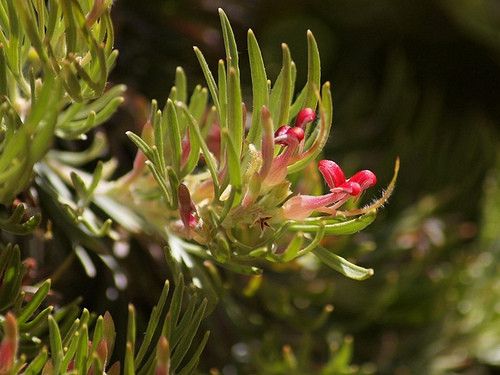 Adenanthos sericeus flower