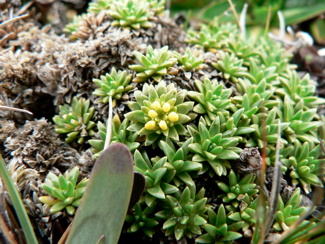 Valeriana aretioides — search result for 'Valeriana'
