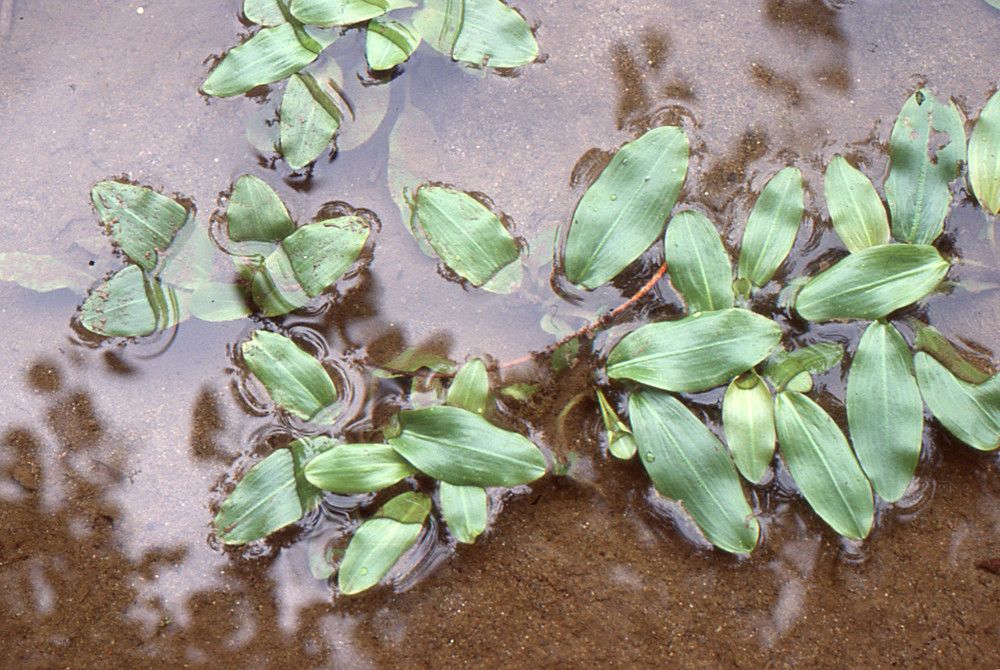 Potamogeton × fluitans habit