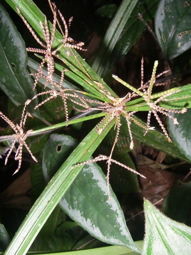 Cyperus costaricensis other