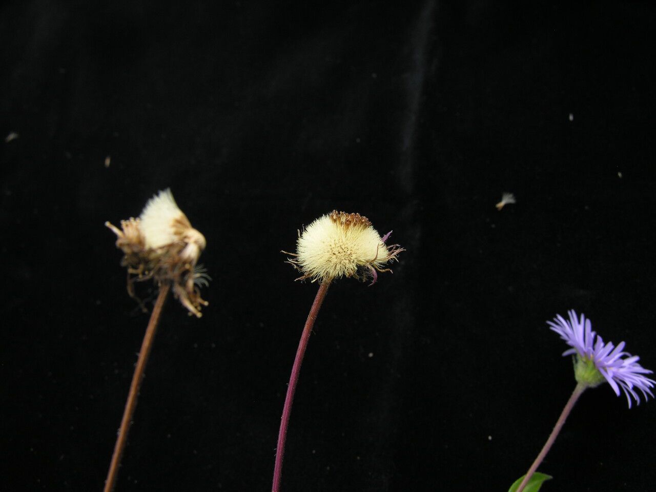 Aster indamellus — houseplant care guide