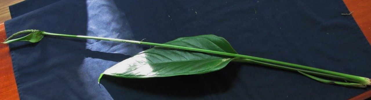 Anthurium michelii other