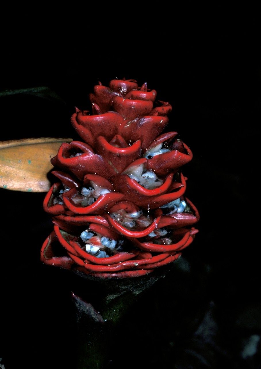 Zingiber inflexum — related species from the same genus