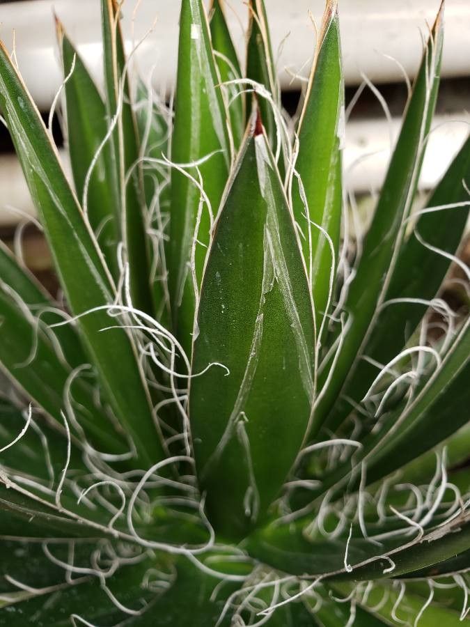 Agave schidigera leaf