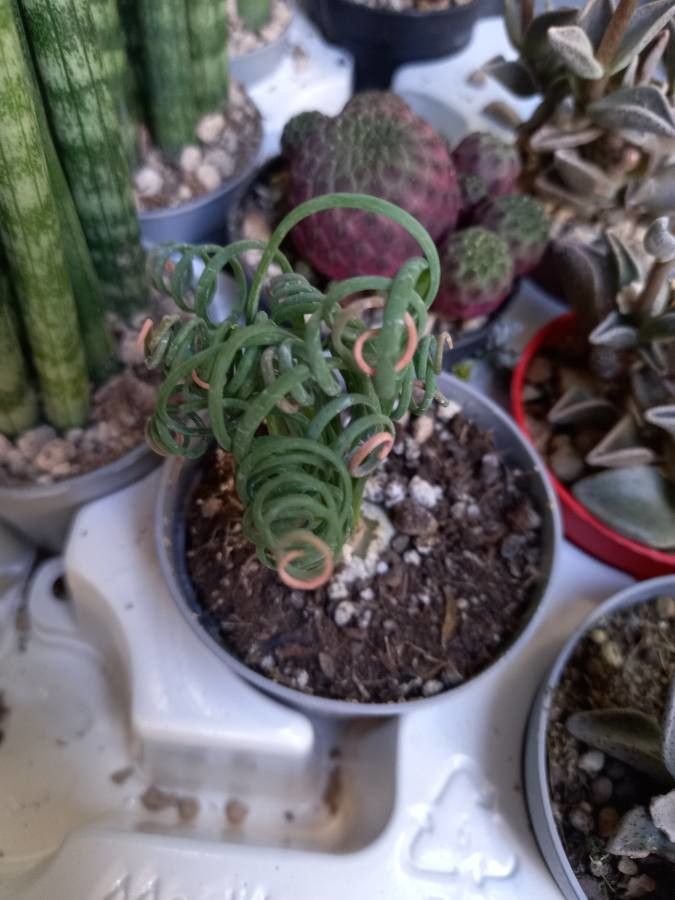 Albuca spiralis habit