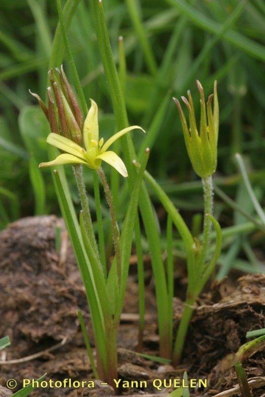 Gagea nevadensis habit