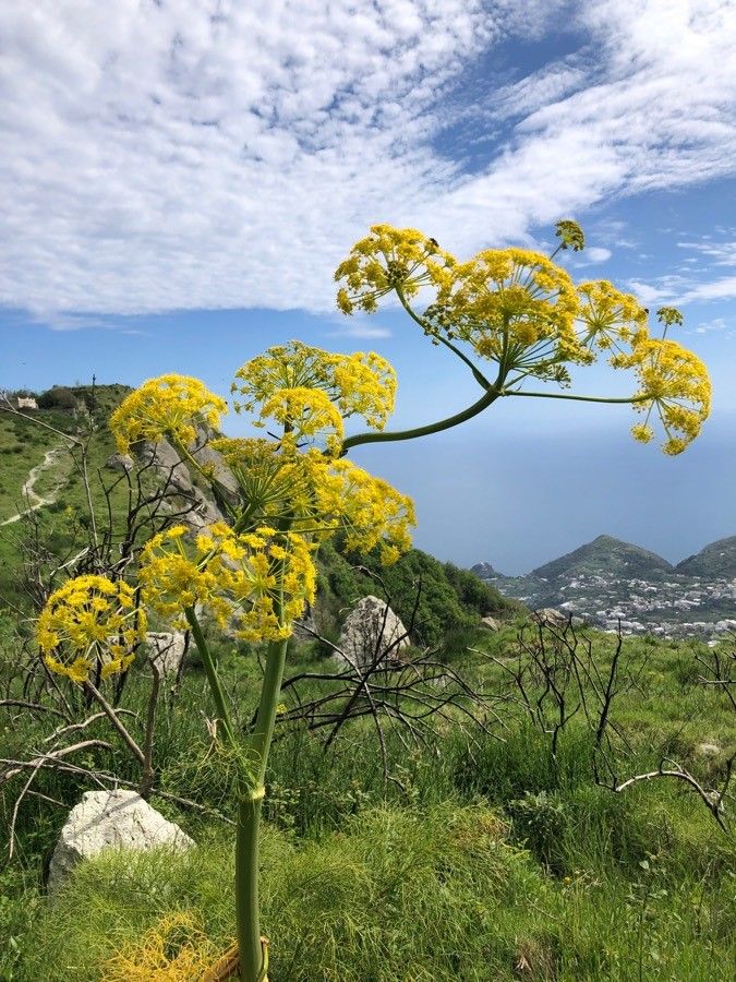 Ferula tingitana flower