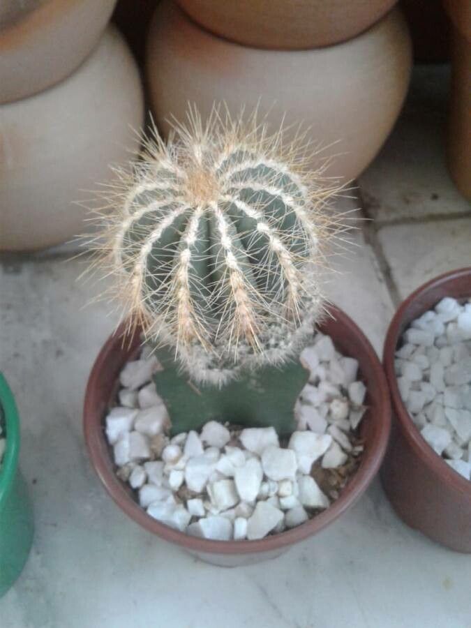 Parodia magnifica bark