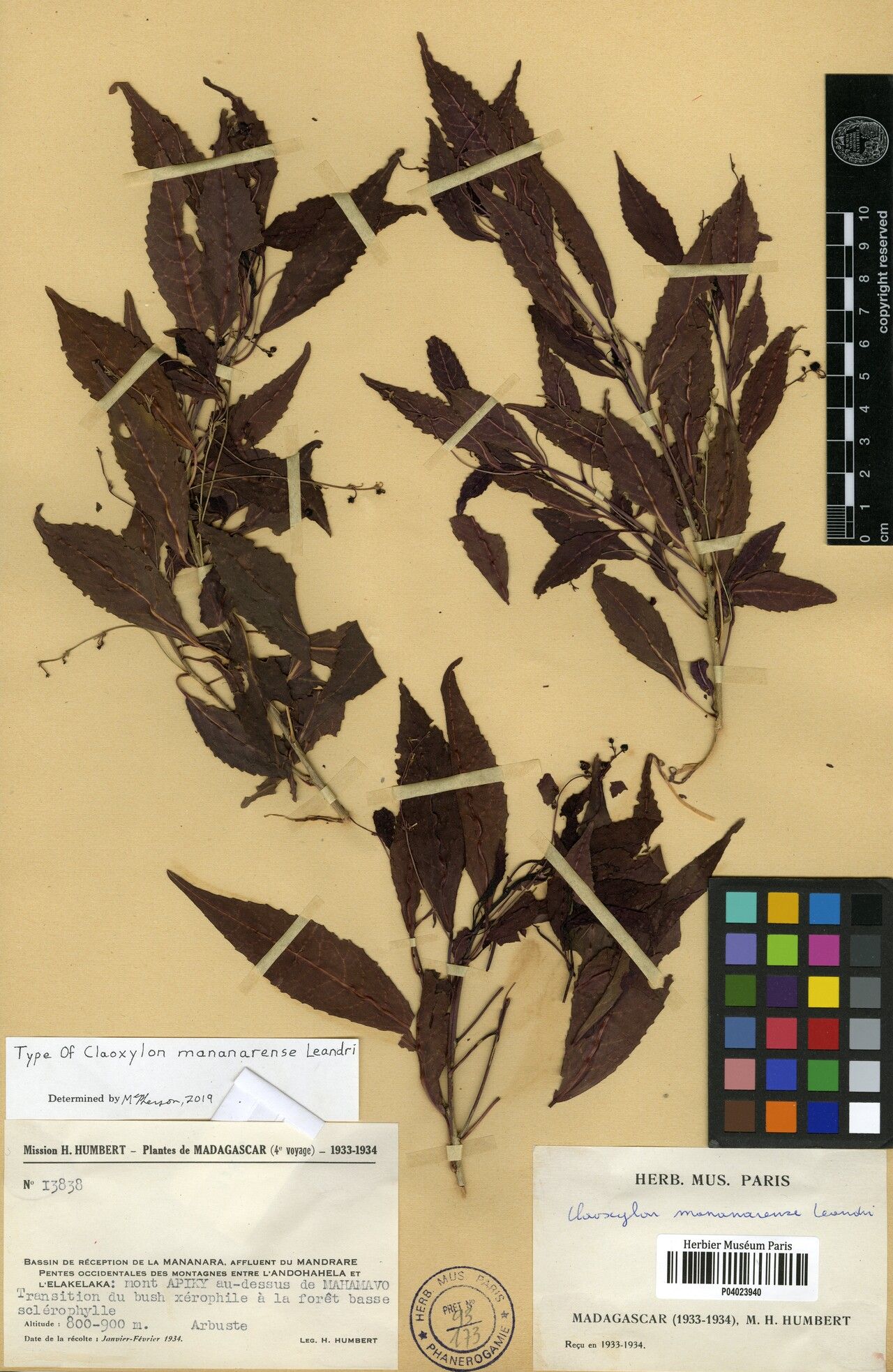 Claoxylon mananarense — houseplant care guide