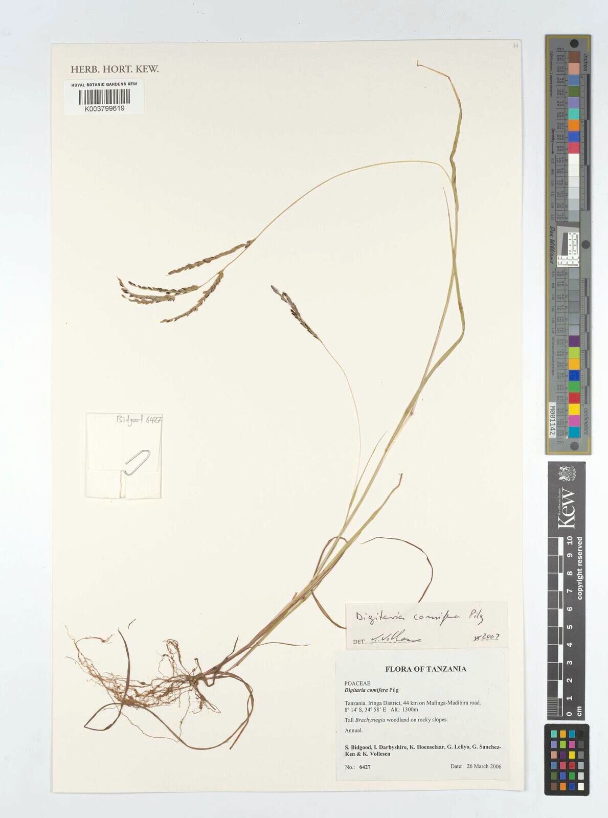 Digitaria comifera — houseplant care guide