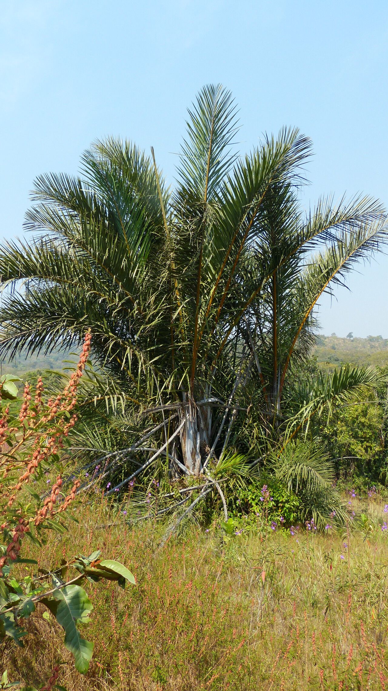 Raphia sudanica habit