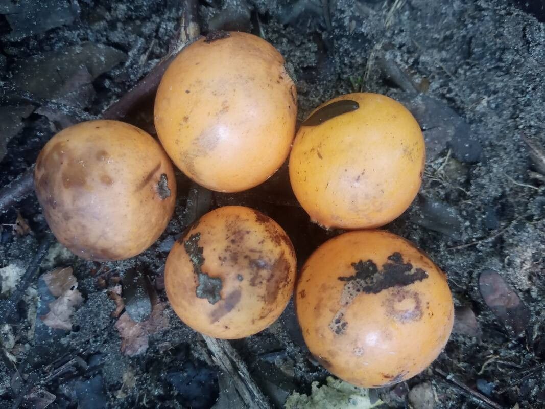 Garcinia epunctata fruit