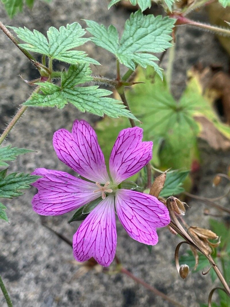Geranium × oxonianum flower