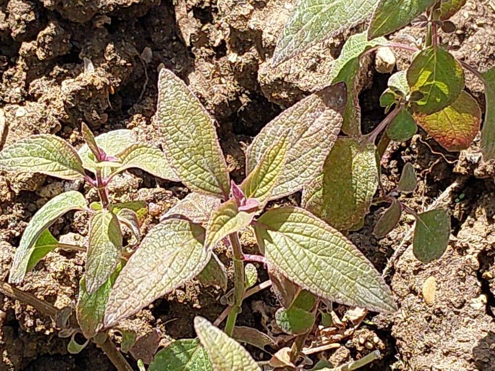 Salvia curviflora — houseplant care guide