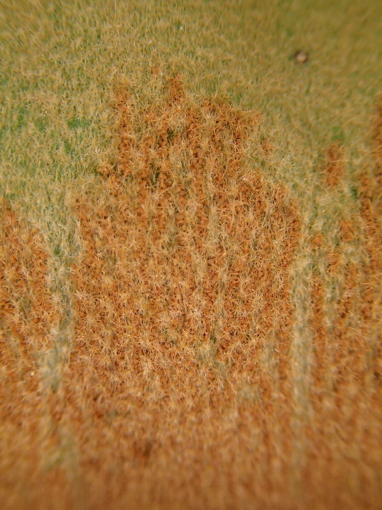 Platycerium elephantotis fruit