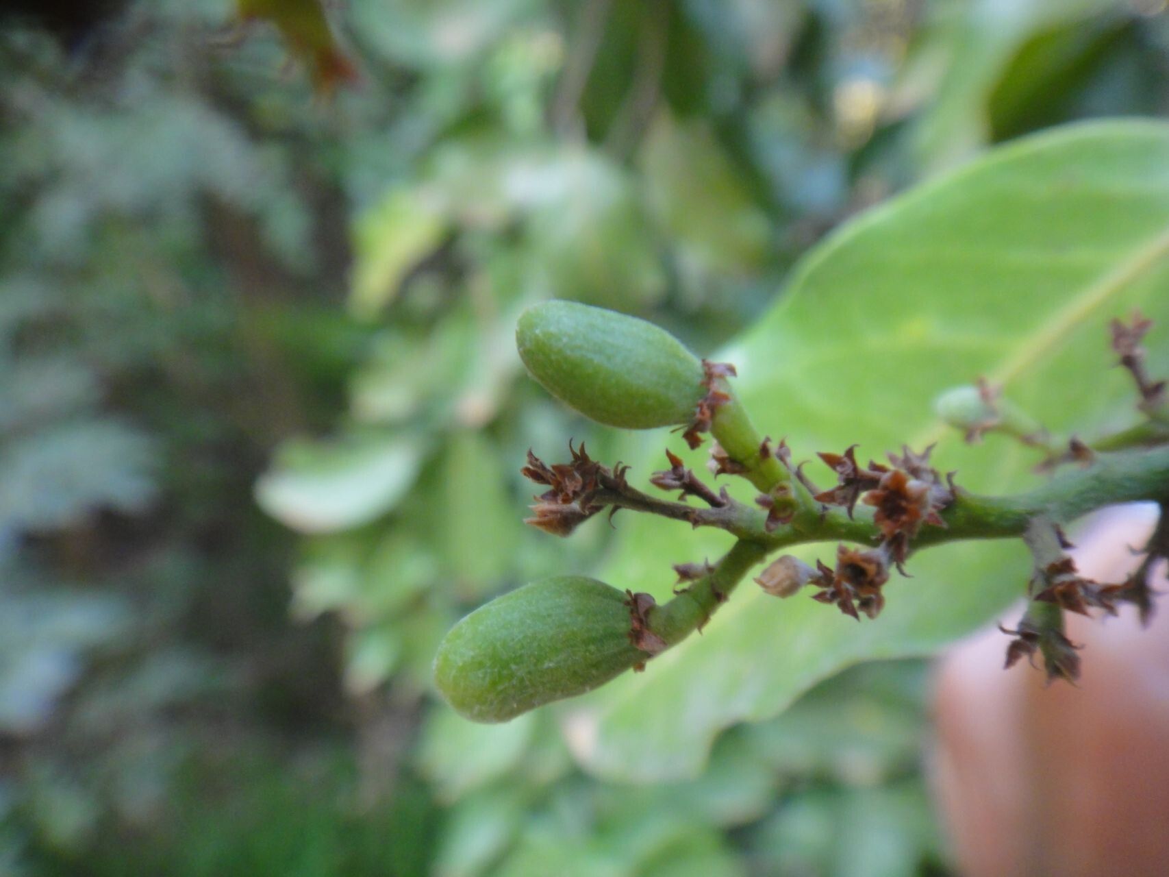 Hunga minutiflora fruit