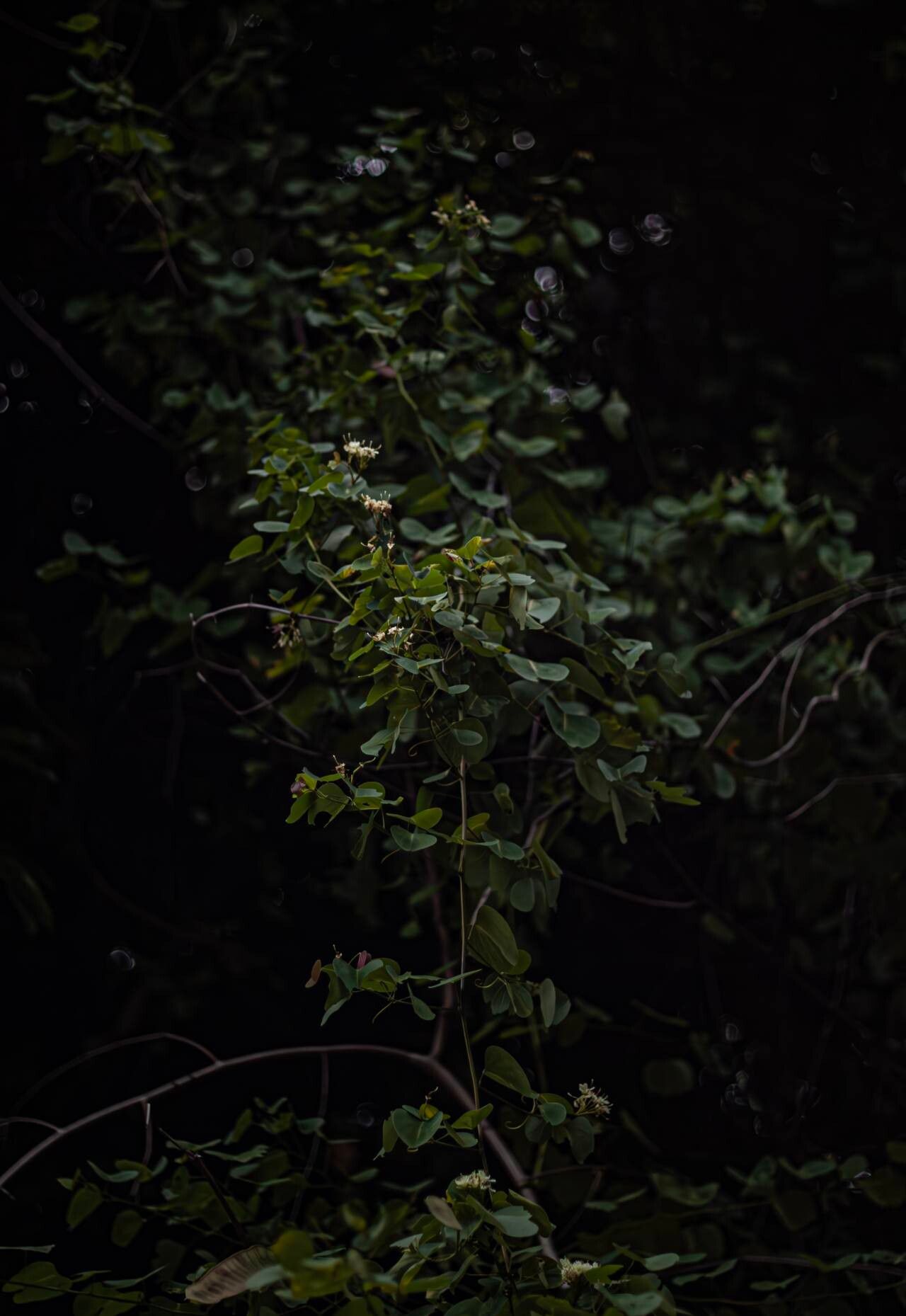 Cheniella glauca — houseplant care guide