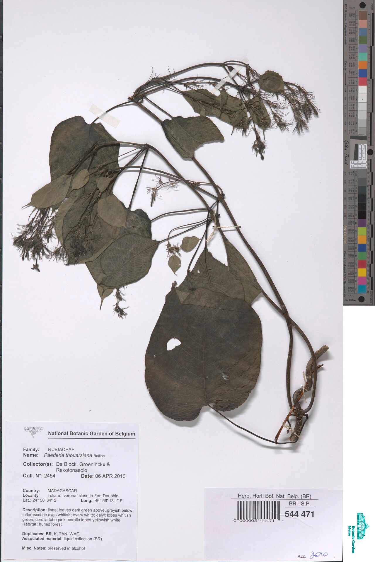 Paederia thouarsiana — houseplant care guide