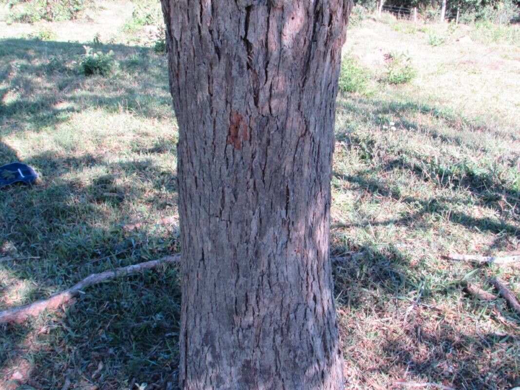 Machaerium cobanense bark