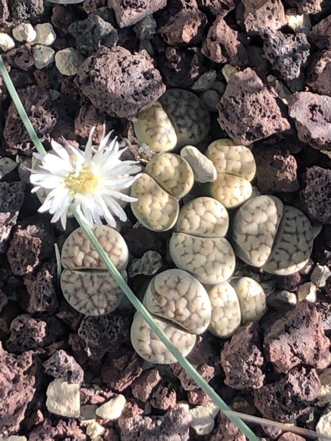 Lithops karasmontana flower