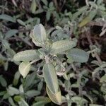 Salvia officinalis
