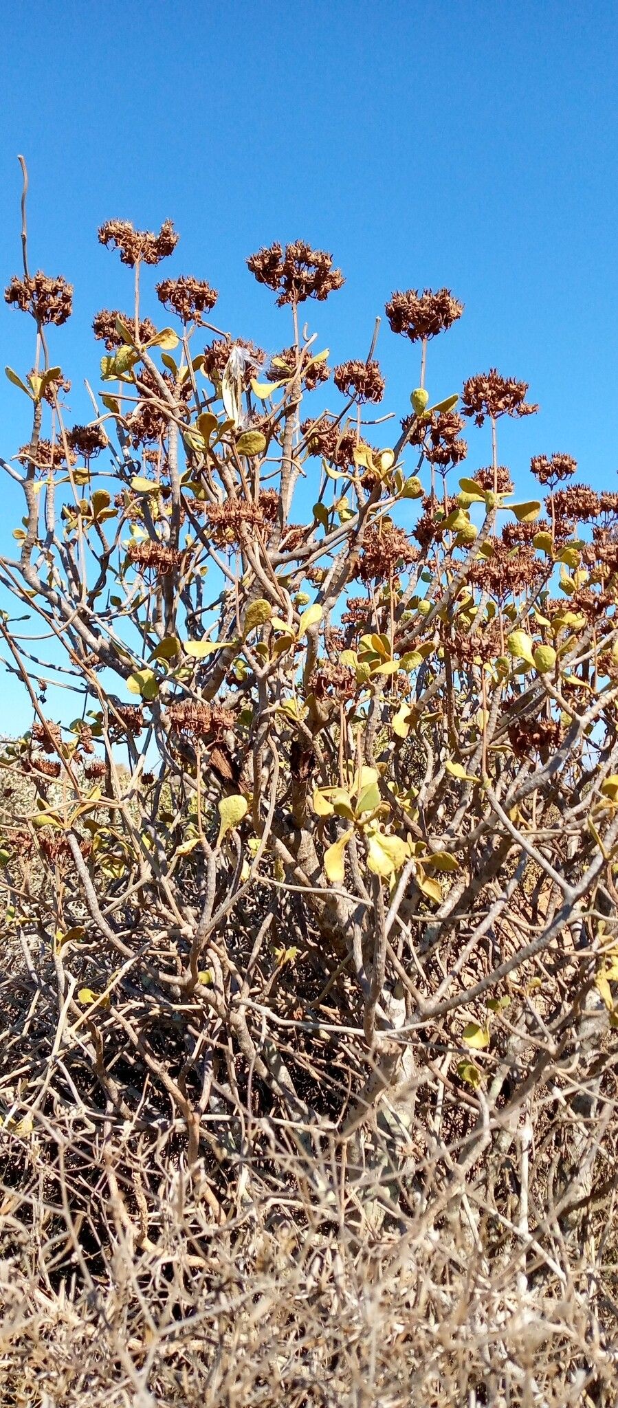 Kalanchoe arborescens habit