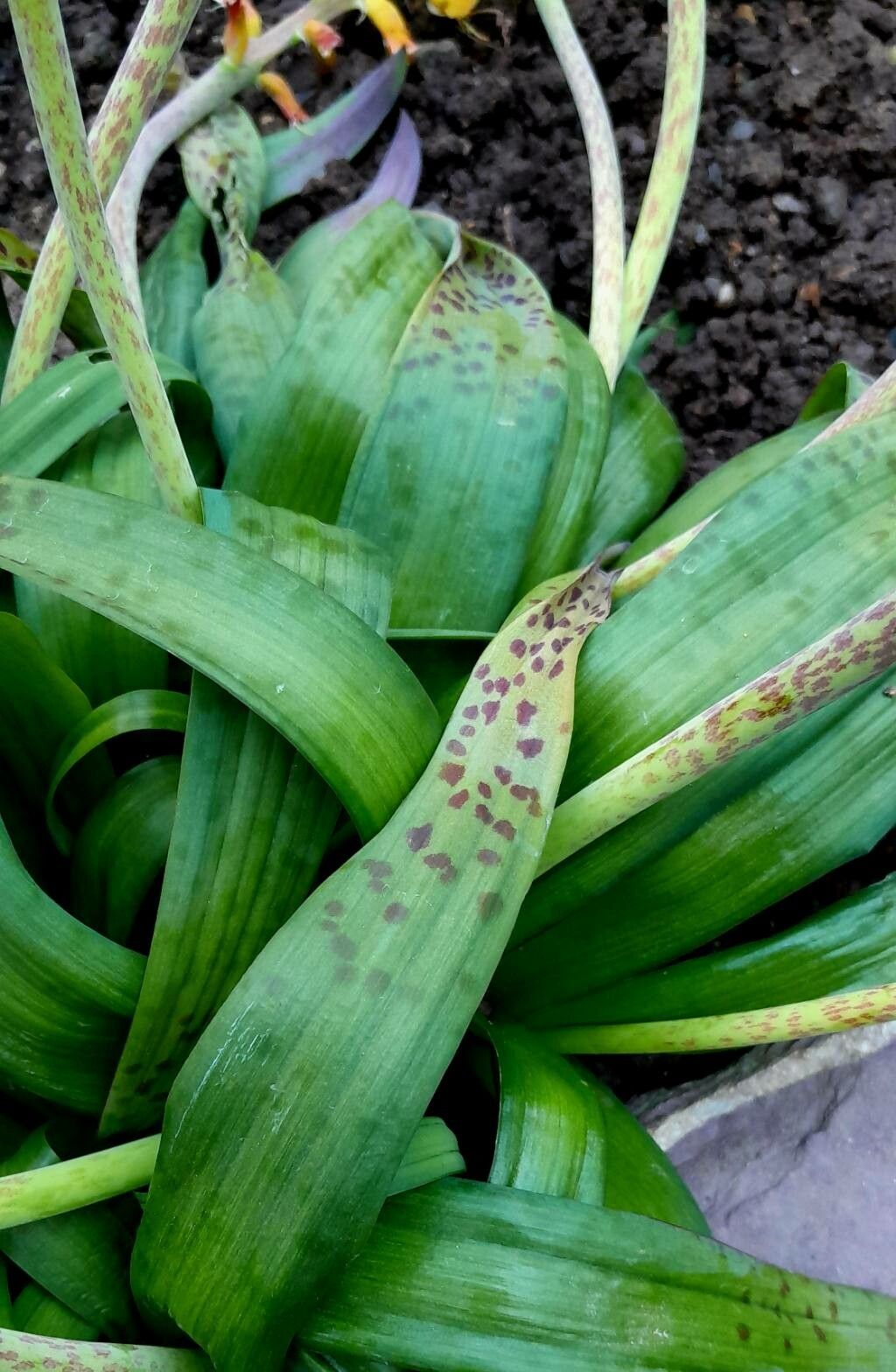 Lachenalia orchioides leaf