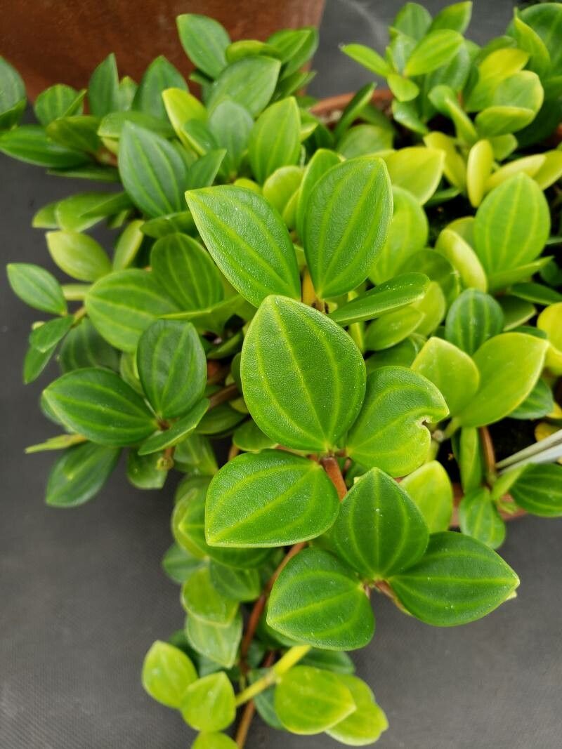Peperomia dahlstedtii leaf