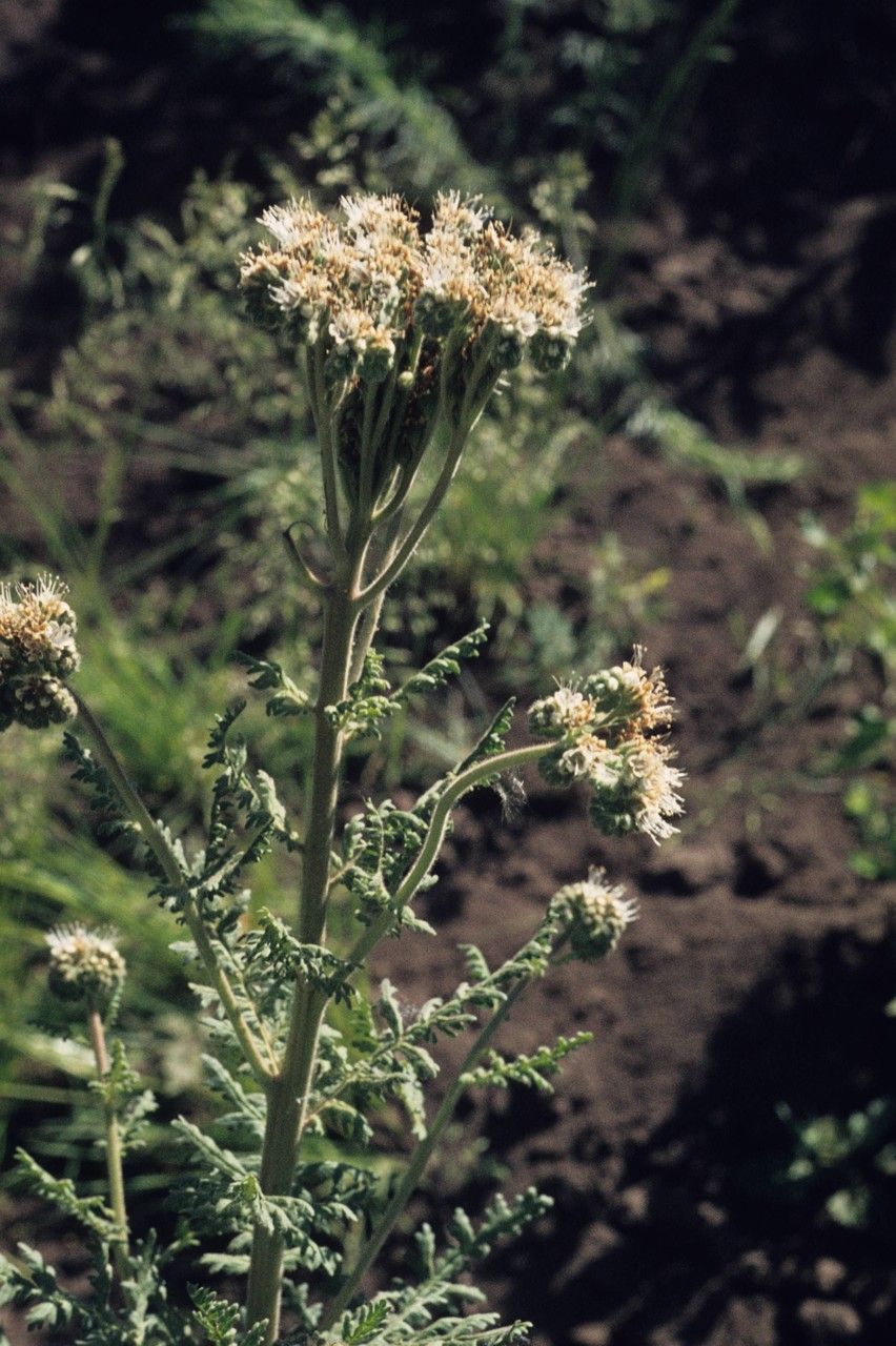 Phacelia neomexicana habit