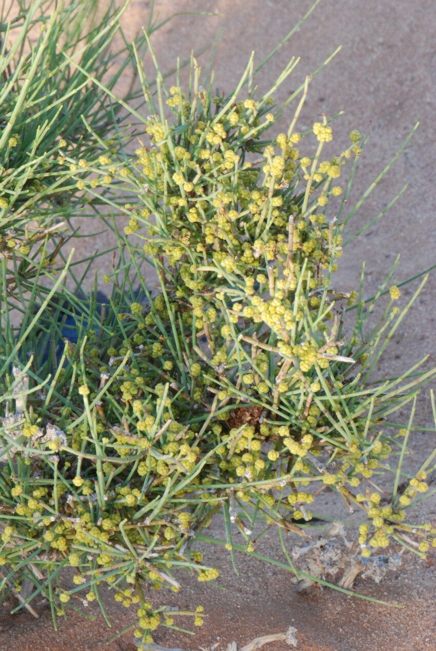 Ephedra alata other